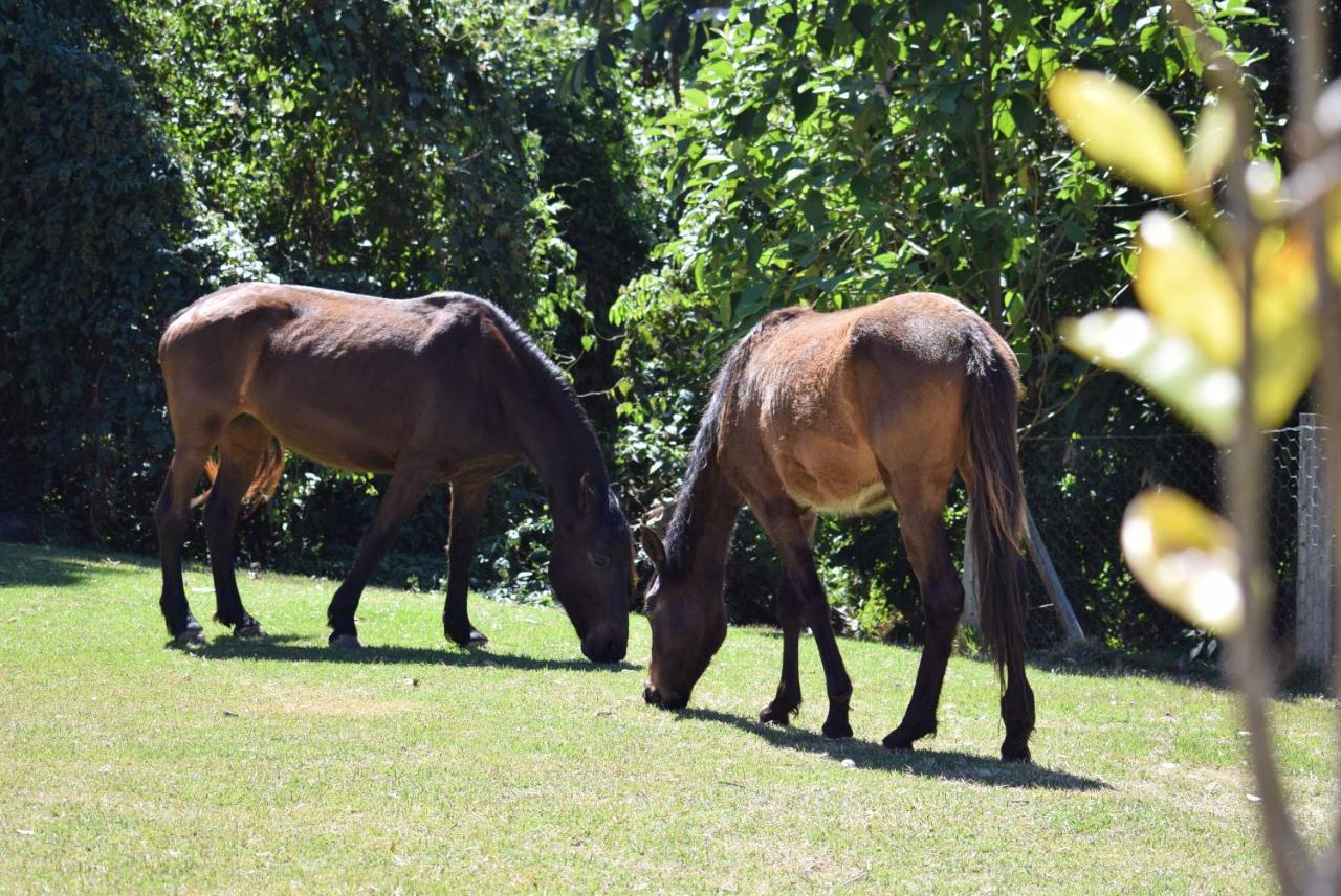 Águas de Lindóia Pousada Appaloosa מראה חיצוני תמונה
